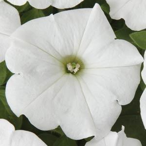 Wave White Wave Petunia Jumbo 6 pack 17.99 sale price